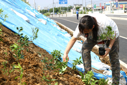 植樹祭の参加・補助。道路脇斜面への植樹の様子