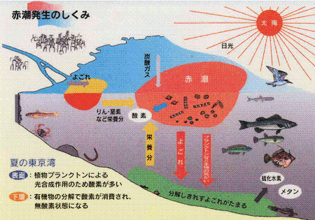 植物プランクトンは、日光が当たると海の汚れを栄養分として、増殖します。