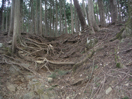 樹木が密植状態の森林