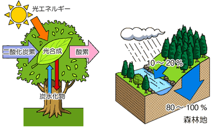 光合成の流れ